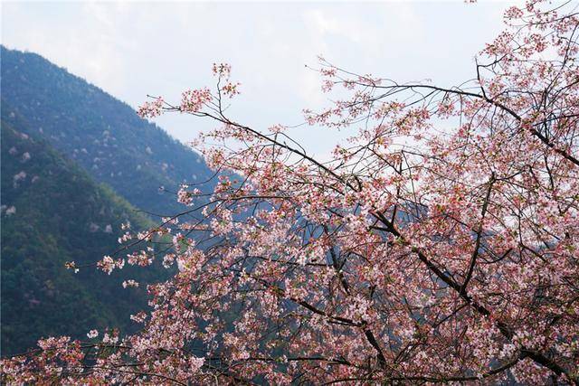 云梯|江南春早，桐庐赏樱，天子地的野樱花盛放，明媚了整个春天