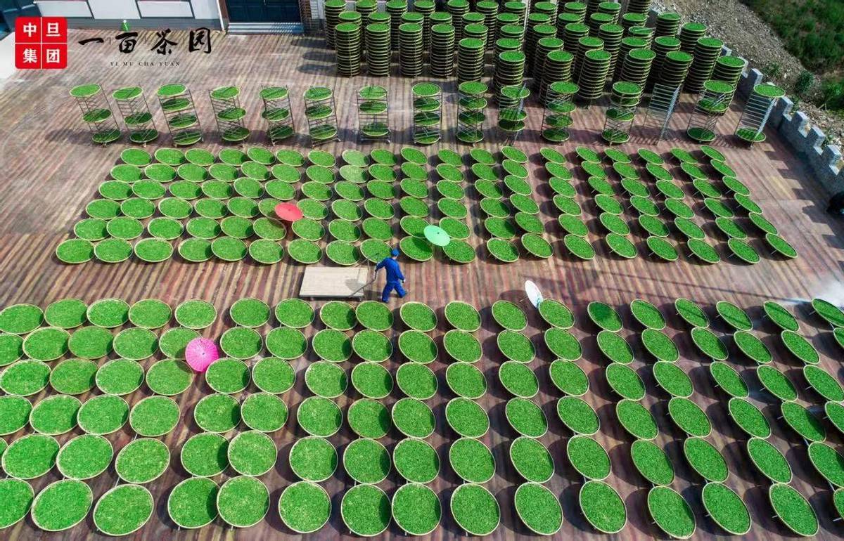 中旦一亩茶园:数字农业赋能乡村振兴迈向共同富裕_发
