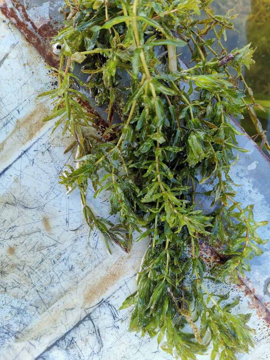 高温期河蟹塘轮叶黑藻养护技术