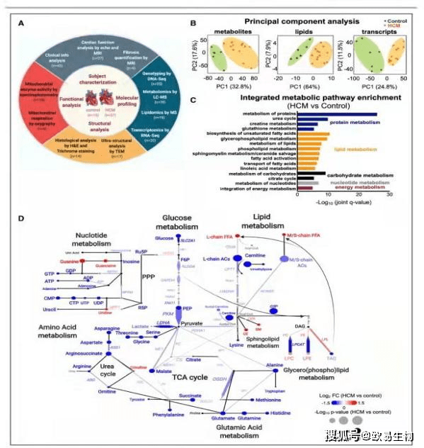 轉錄組學代謝組學脂質組學多組學研究描繪肥厚型心肌病的病理