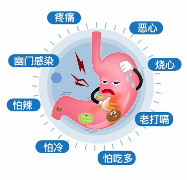 科学养胃|临床认证,nc苏芙卫三七白及胶囊对胃粘膜损伤有辅助保护功能