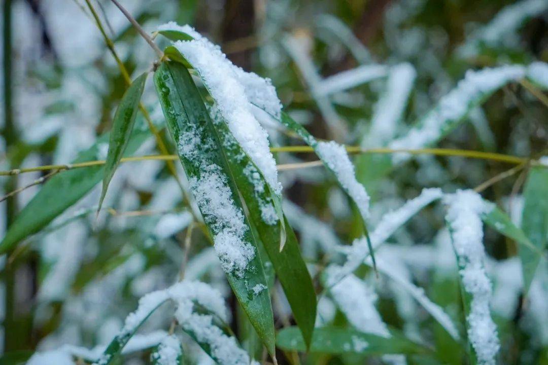 满空|春雪满空来，诚邀共赏雪中的东方双语