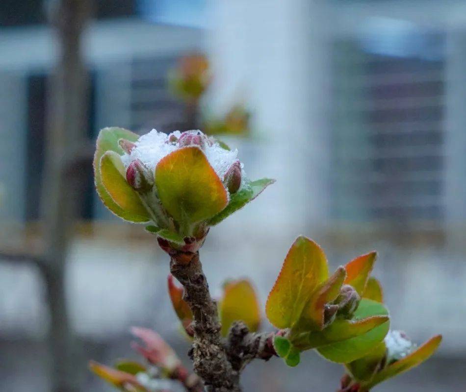 满空|春雪满空来，诚邀共赏雪中的东方双语