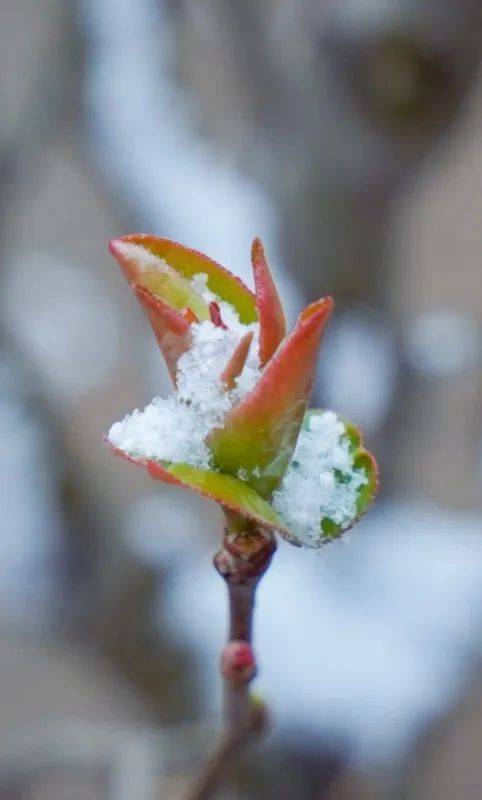 满空|春雪满空来，诚邀共赏雪中的东方双语