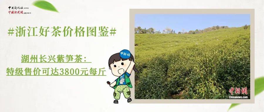 茶园|明前茶贵如金？！西湖龙井今年多少钱一斤？浙江好茶价格图鉴来了！