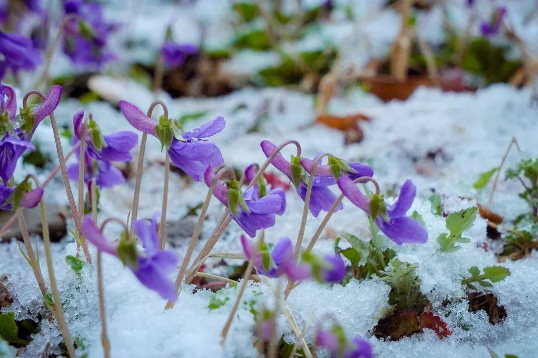 满空|春雪满空来，诚邀共赏雪中的东方双语