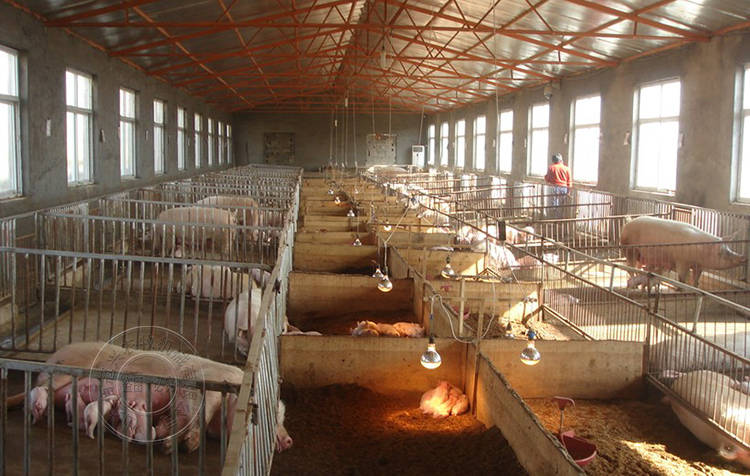 养殖户日常学会4招管理猪舍环境,提高猪场效益分分钟!_密度_控制_影响