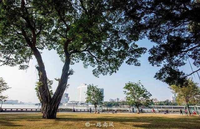 广州|广州黄花风铃木全网刷屏，大榕树也很养眼，老广爱它的遮阴和实在