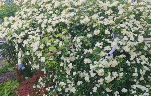 地里种棵木香花 2个月爬成一面花墙 开成花瀑布 开花 香味 盆栽