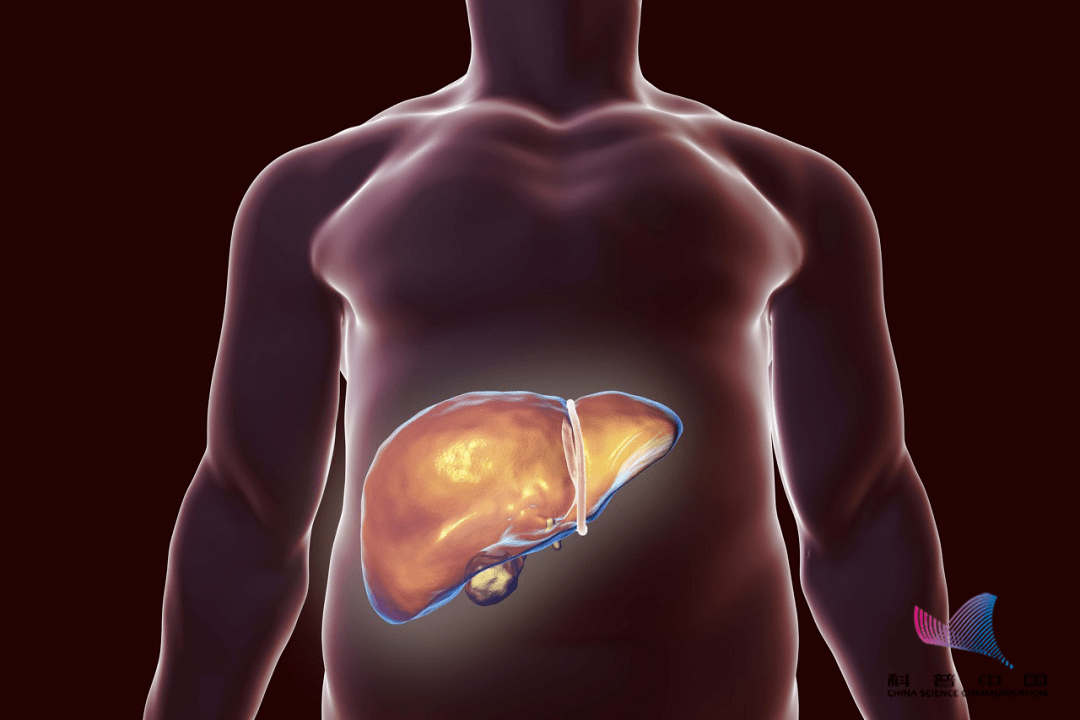 生活|肝病大多是作出来的！身体出现这5种异常，可能是肝脏在求救