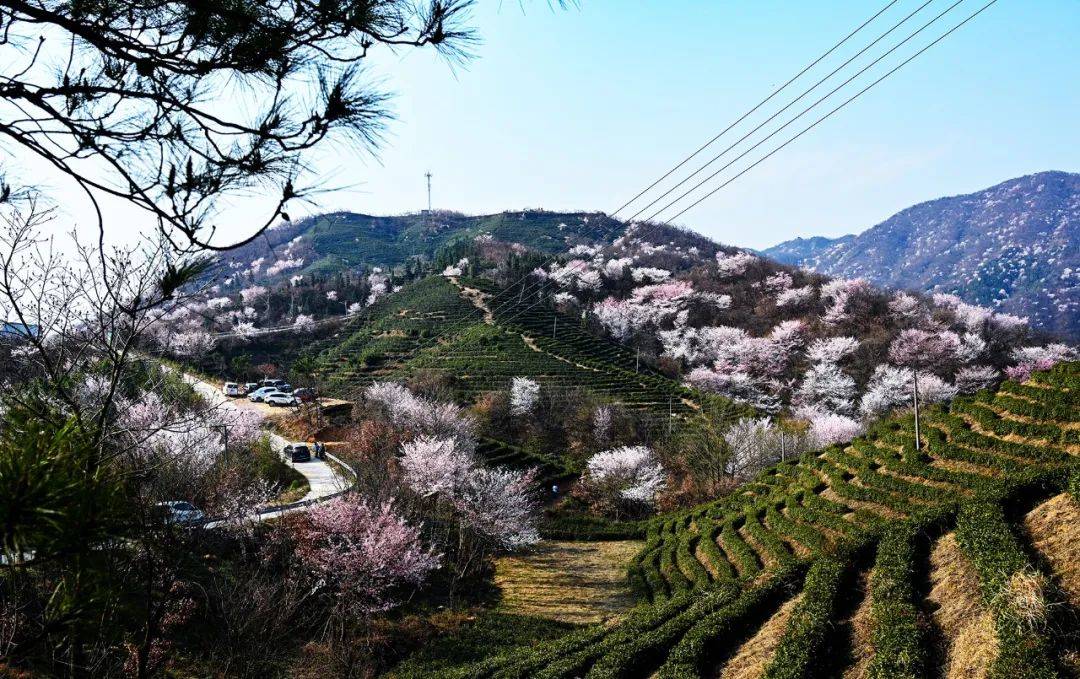 大悟野樱花图片