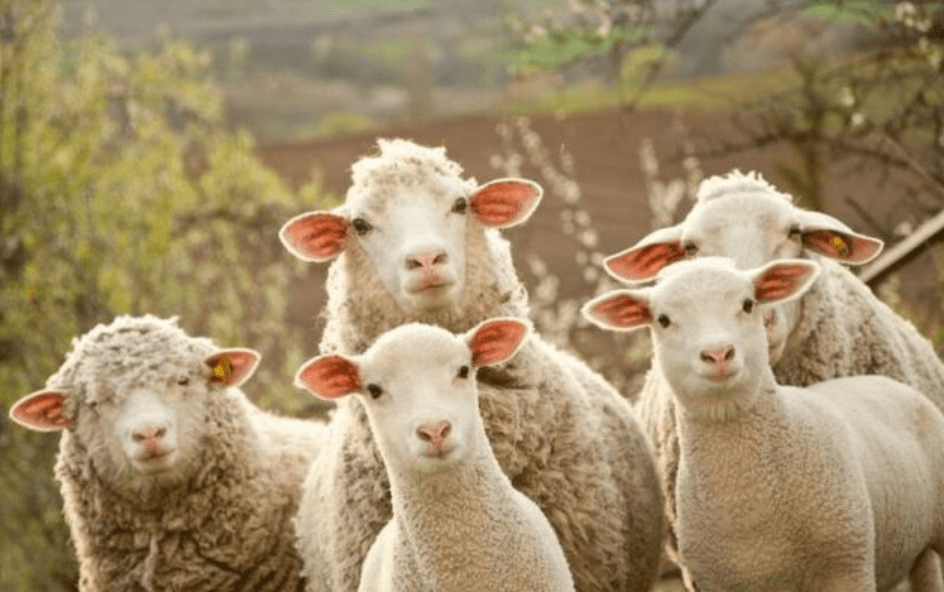 澳大利亚又一物种泛滥，“人羊大战”一触即发，难道是羊不好吃？-插图12