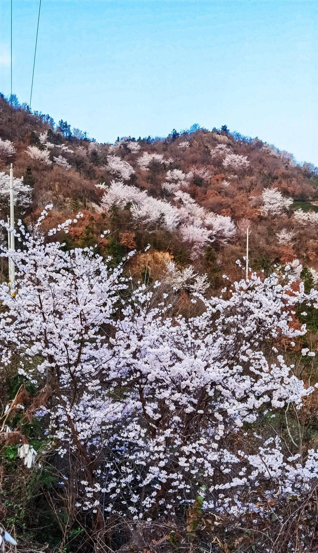 大悟野樱花图片