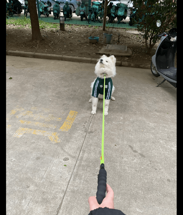 突然想起了一首歌,叫做我和我最后的倔强!