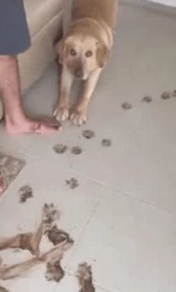 眼睛二哈把家弄满泥脚印，眼睛还藐视主人，表情很犀利欠揍！