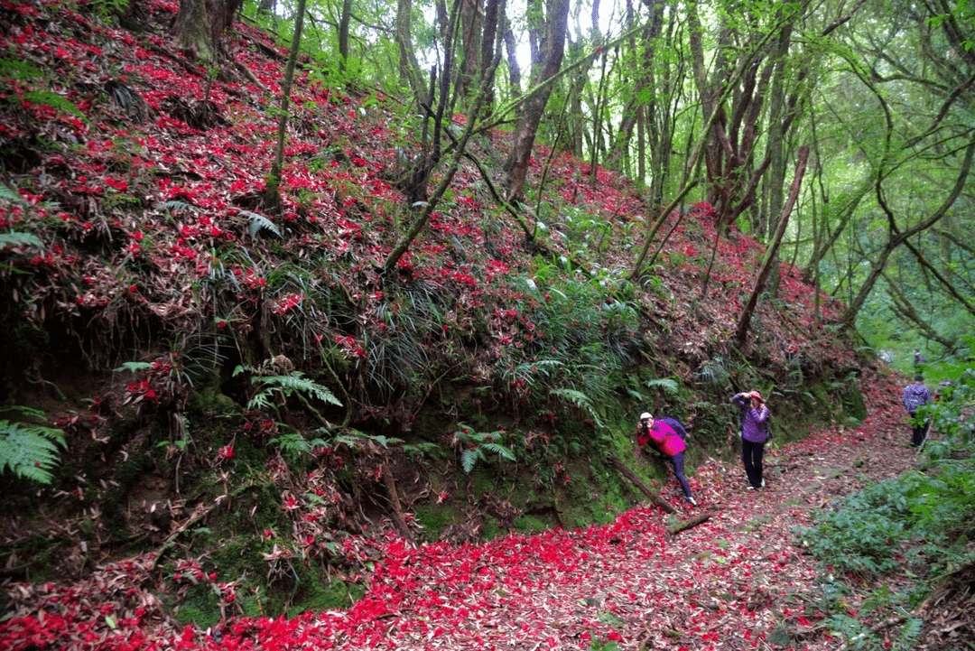 花海|在腾冲，有一种红，叫杜鹃花开映山红