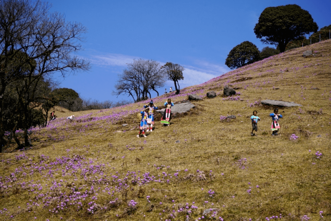 花海|在腾冲，有一种红，叫杜鹃花开映山红