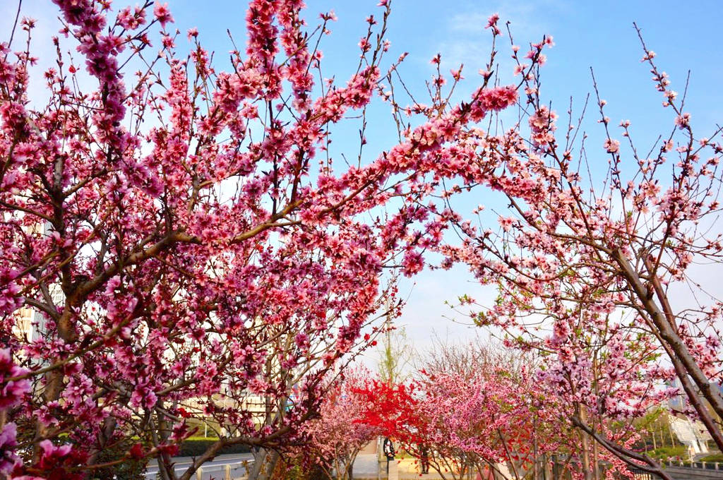 藏在北京CBD的免费宝藏公园，两岸桃花开，人少随便拍_西两园_景观_中国