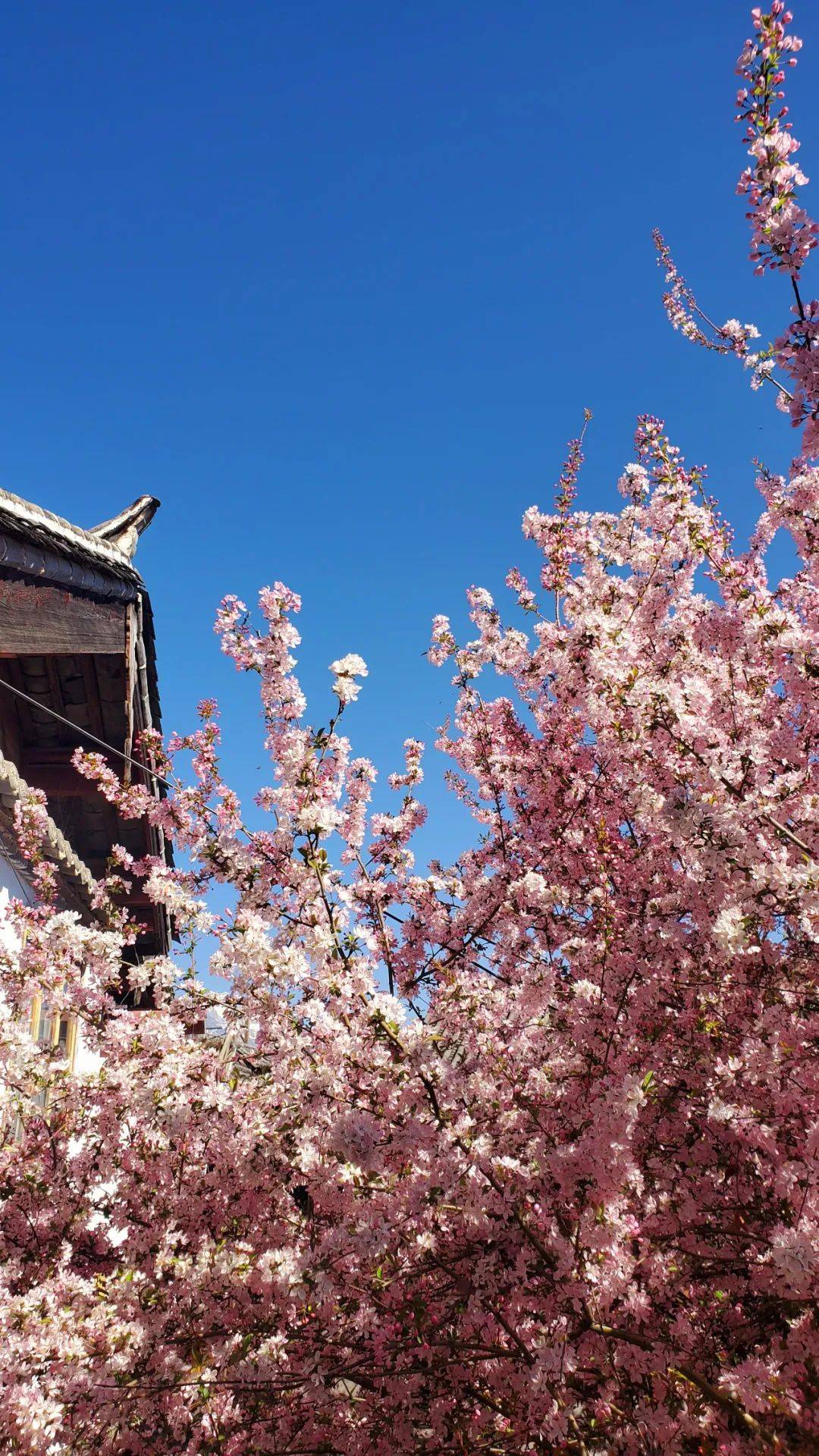 来过丽江才知道丽江的春天有多美