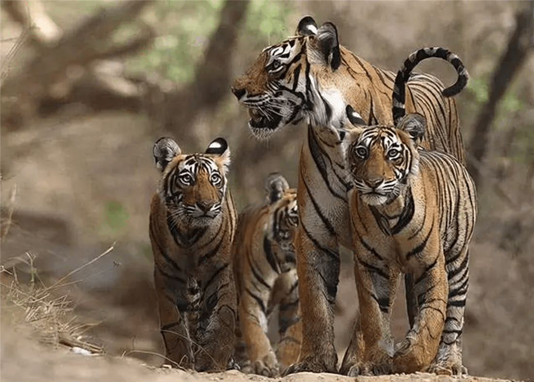 孟加拉虎“女王”，打败3只雄虎，捕获13条鳄鱼，却掉了2颗犬牙