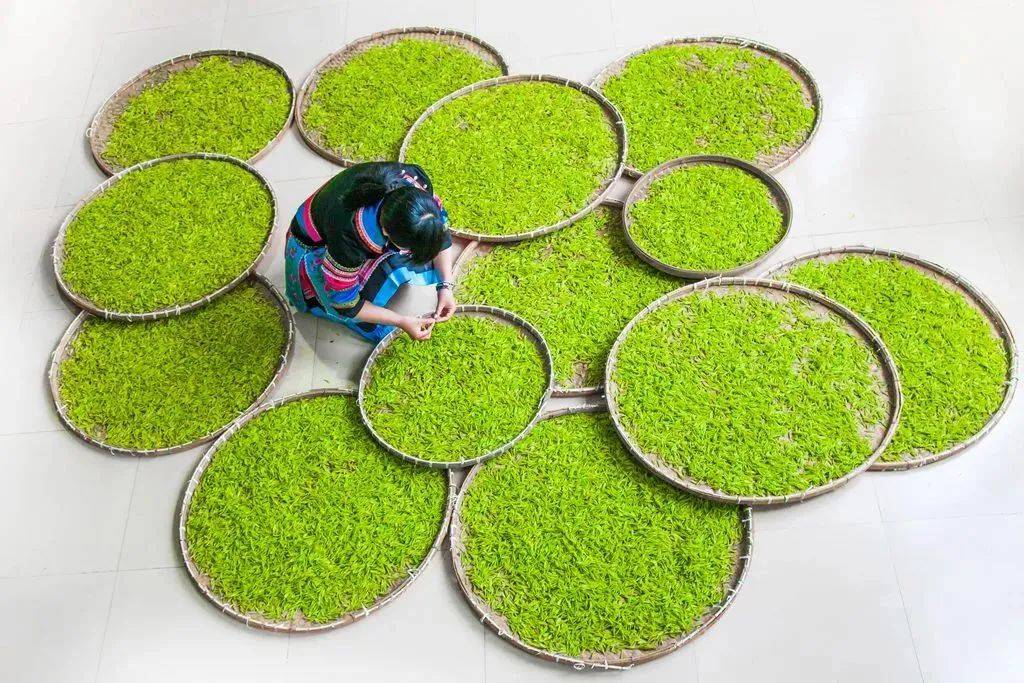 全面落实《景宁畲族自治县促进惠明茶产业发展条例》及其《实施办法》