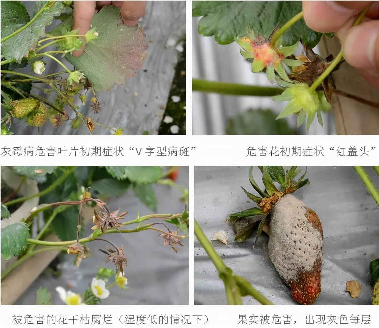 白粉病根腐病灰霉病草莓常见病害汇总防治措施一文说清