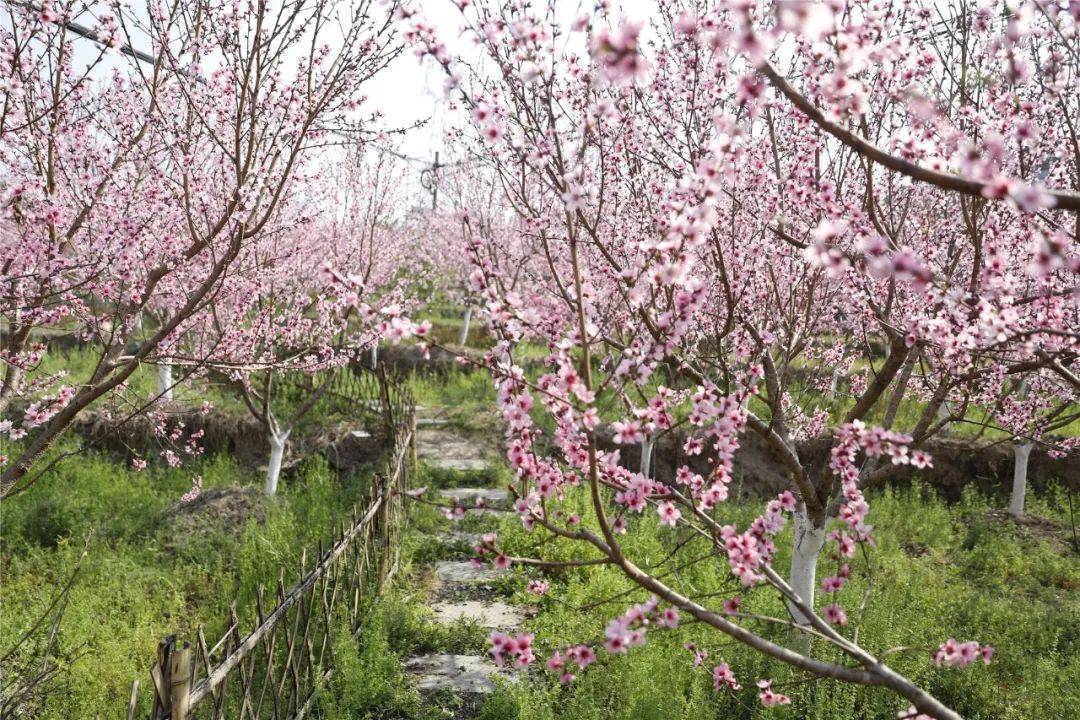 三生三世|腾冲花季丨十里桃花