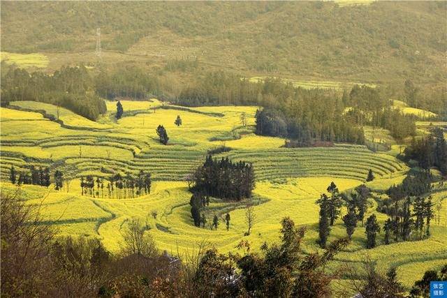 门票|罗平油菜花堪称东方大花园：满目金黄香百里，一方春色醉千山