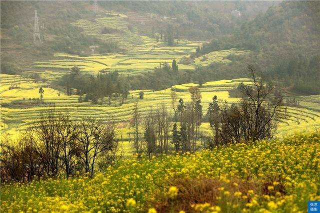 门票|罗平油菜花堪称东方大花园：满目金黄香百里，一方春色醉千山