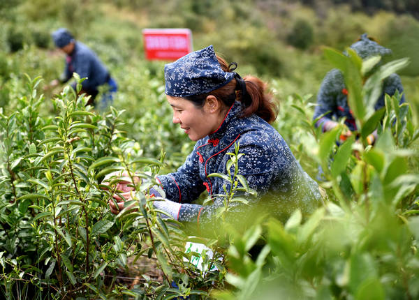 江西浮梁明前茶采摘忙