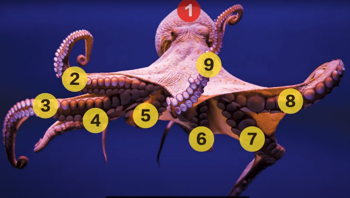 有研究表明,章鱼的大脑有九个,其中一个位于章鱼的头部,其余的八个