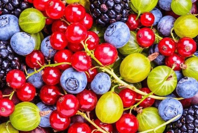 伦敦国王学院：男性每天食用100g蔓越莓一个月，可改善心血管健康