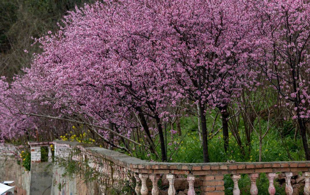 旅游风景区赏花攻略 146977b6fedf45d187fe2e3743e8b8a4.jpeg