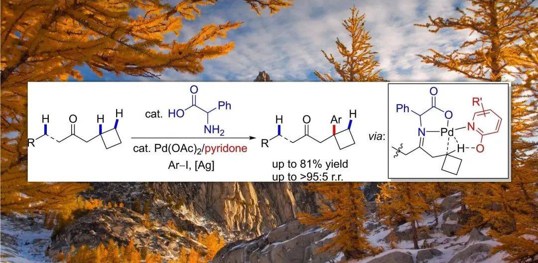 實現了pd(ii)催化環丁基甲基酮衍生物中三級c-h鍵的活化