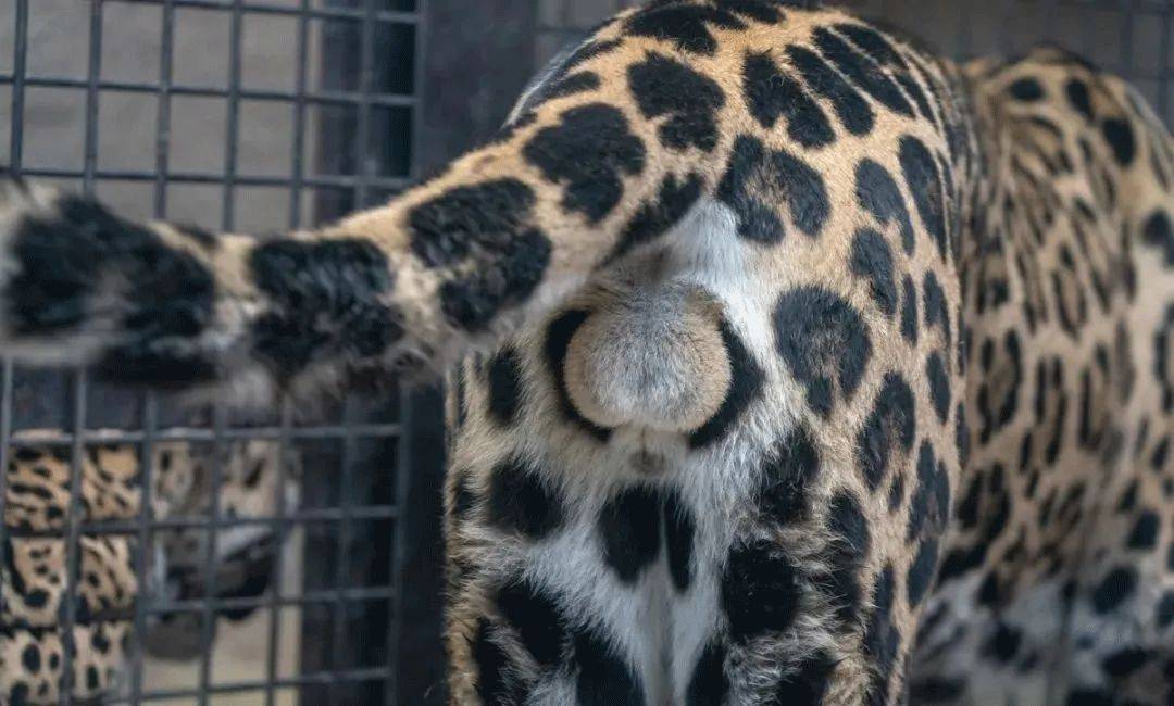 大象老虎屁屁摸不得，但ta的可以，不过不能贪摸哦！