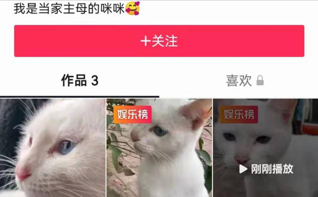 生命|《当家》虐猫事件持续升级！于正被曝《美人心计》曾打死小狗？