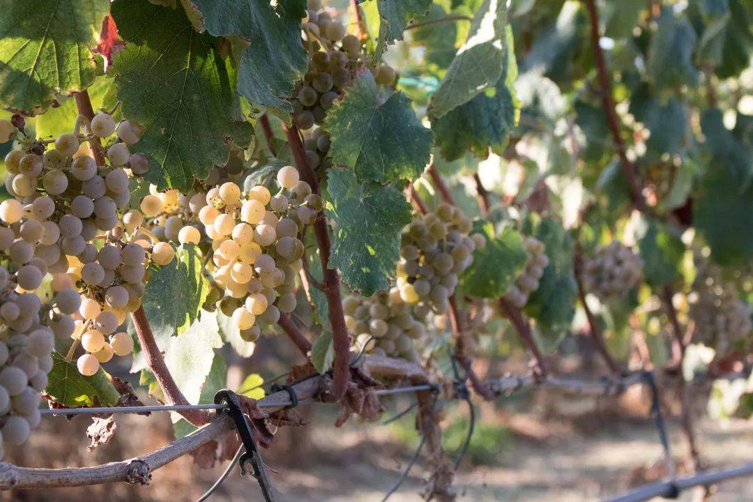 皇家|【28th Interwine】葡萄牙皇家酒庄熙德古堡庄园