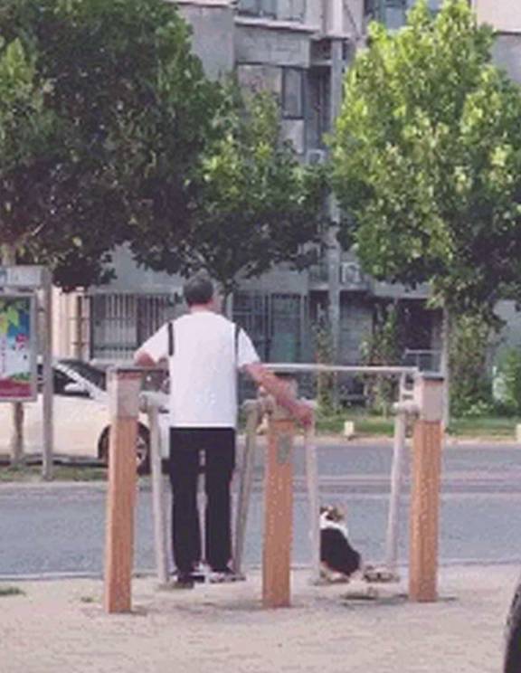 带着老爸当初死活不同意我养狗，可喂养半个月后，柯基不是我的了！