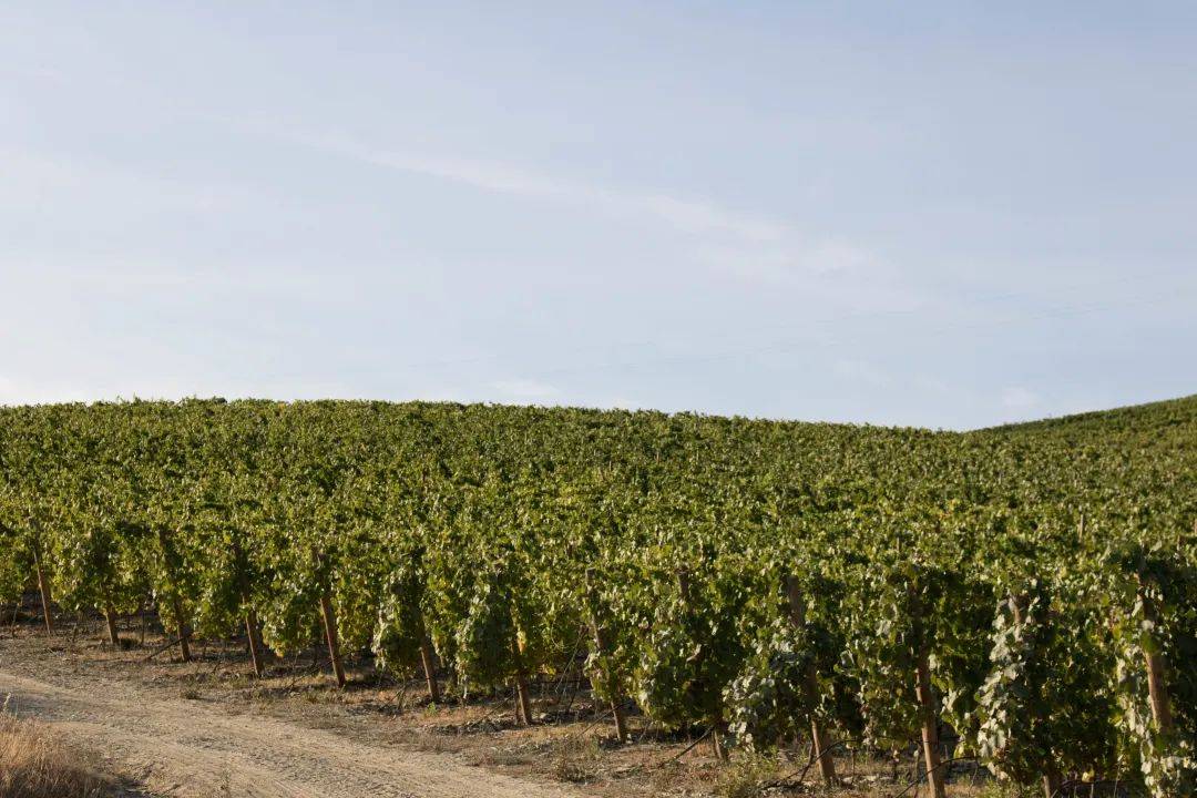 皇家|【28th Interwine】葡萄牙皇家酒庄熙德古堡庄园