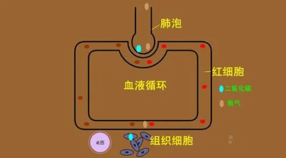 为什么说肺是气体交换器肺的气体交换过程