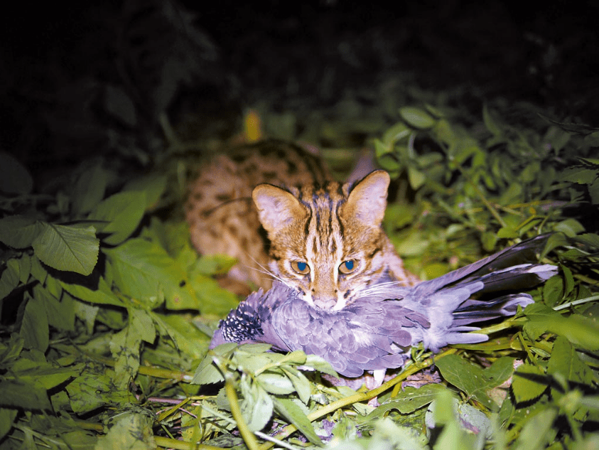 猛獸危險石虎現身廣東外貌像極家貓常被人誤當貓咪飼養