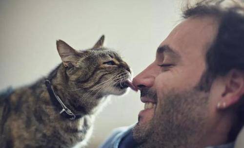 猫咪狸花猫对人表示“好感”有这些行为，宠主别不明白