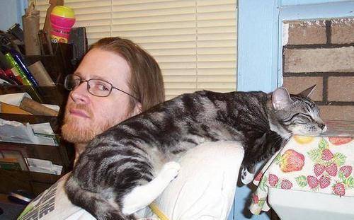 猫咪狸花猫对人表示“好感”有这些行为，宠主别不明白
