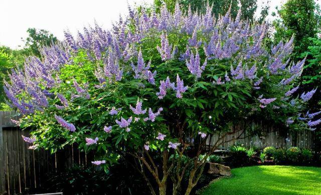 想要在北方拥有自己的花园试试几种耐寒植物颜值超高的