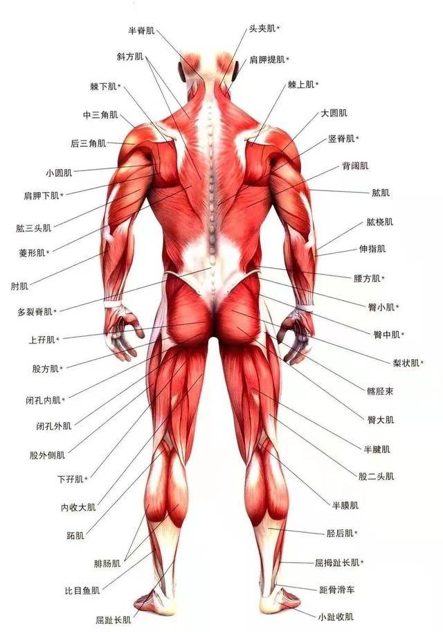 健身小知识肌肉量过低的危害