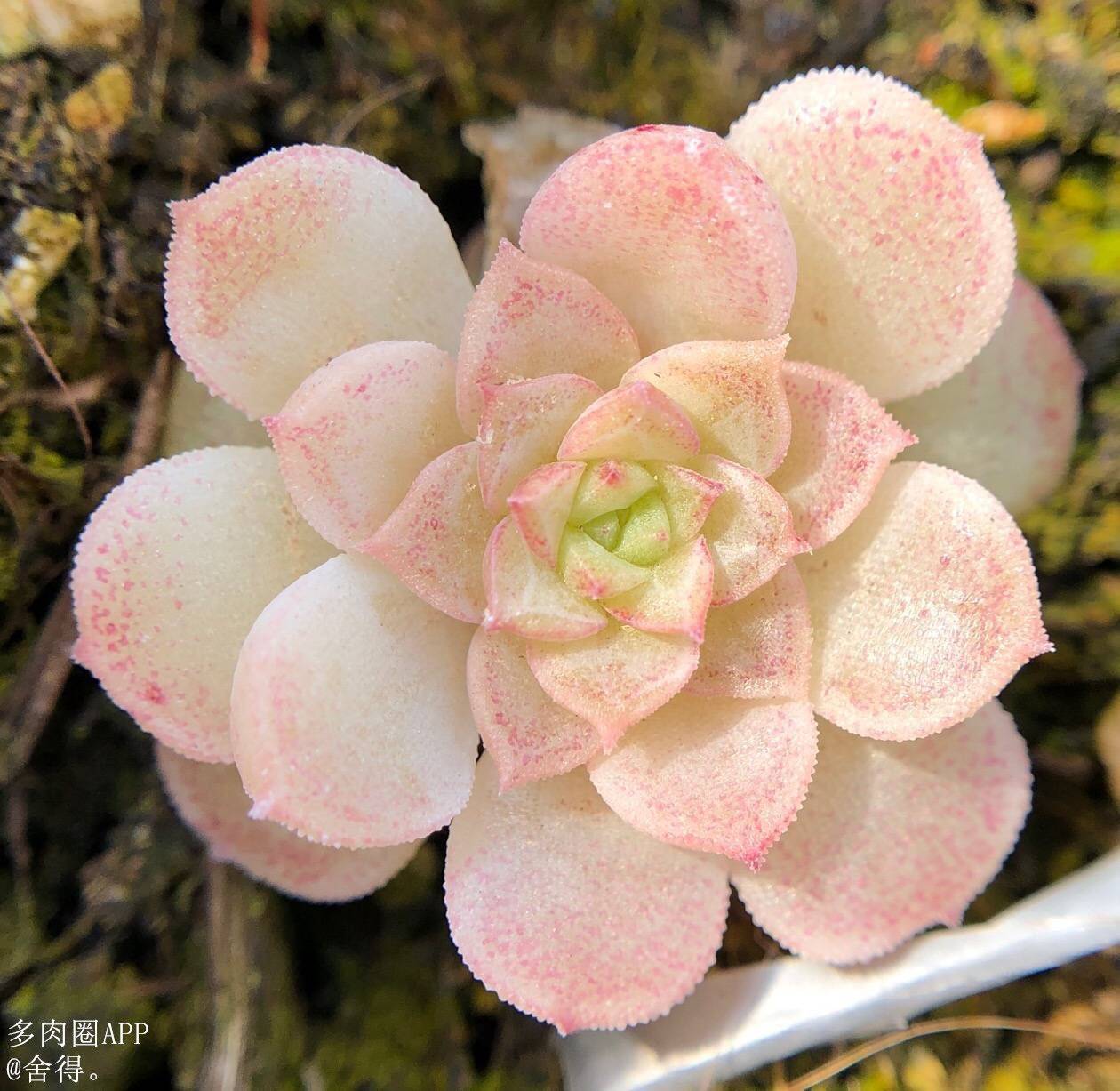 植物|原来土壤中还含有这么病菌，消毒的重要性你都知道吗？速看！