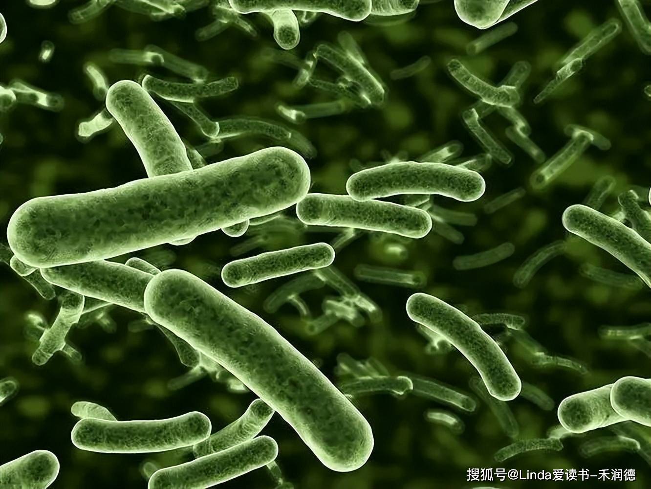 芽孢杆菌,迟缓芽孢杆菌,短小芽孢杆菌,凝结芽孢杆菌和侧孢芽孢杆菌等