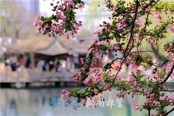 一潭清泉水一树海棠开!春色泉城风光美_五龙潭_花朵_株型