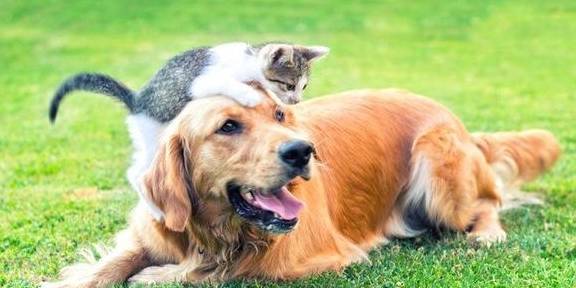 方法|狗狗守家太无聊,这5个简单方法,还能避免狗狗拆家