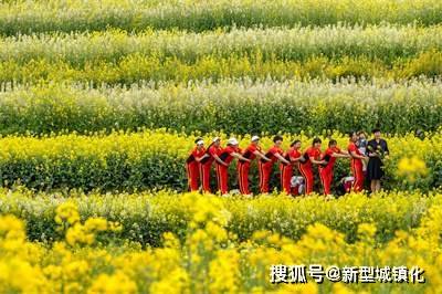 油菜花|荒山变梯田 梯田变花园